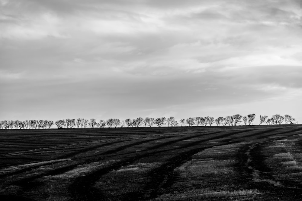 a black and white photo of a row of trees