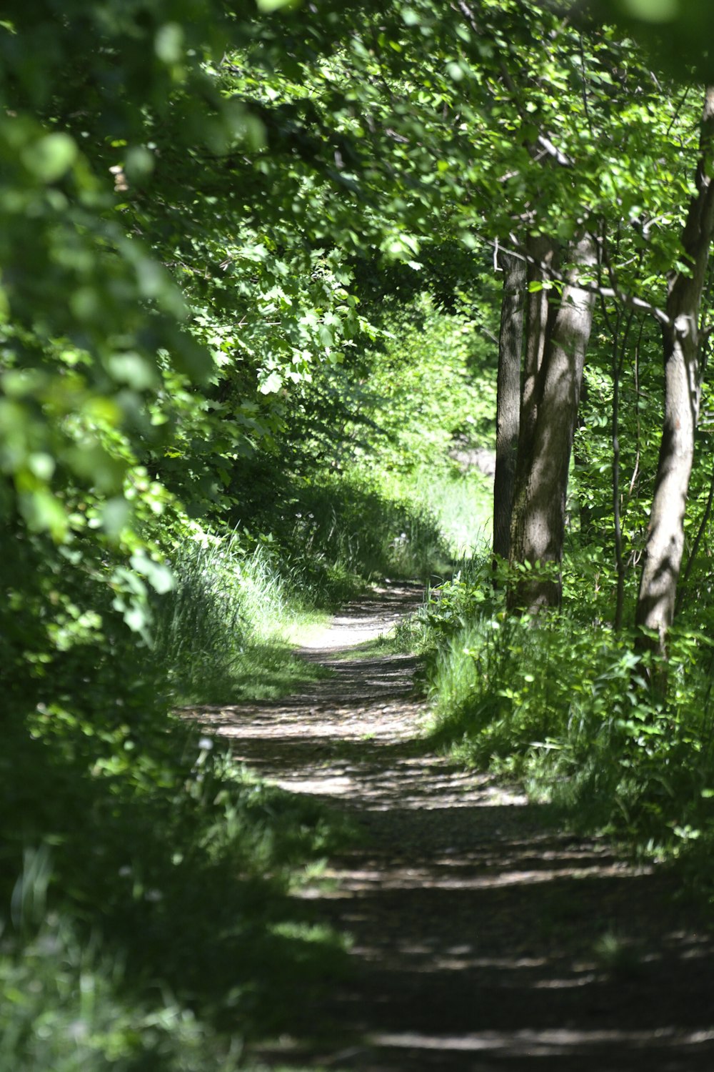 a dirt road surrounded by trees and grass