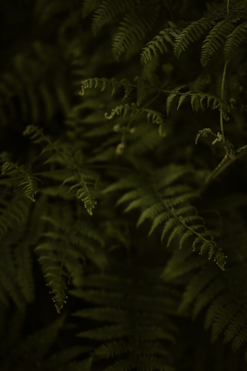 a close up of a plant with lots of leaves