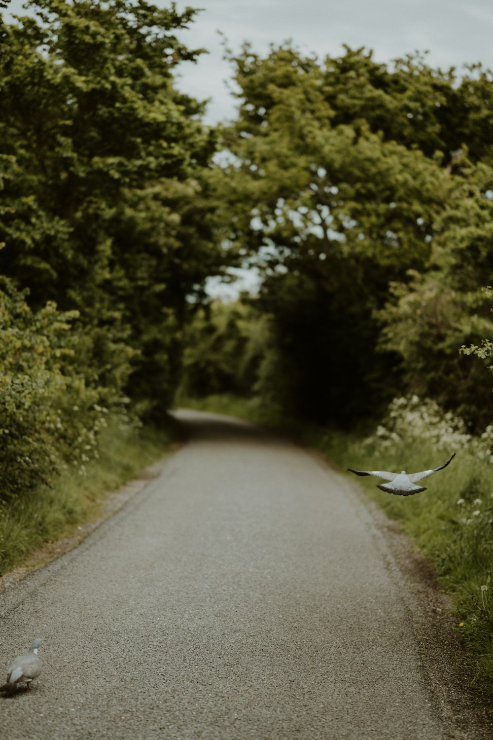 a bird flying over a road surrounded by trees