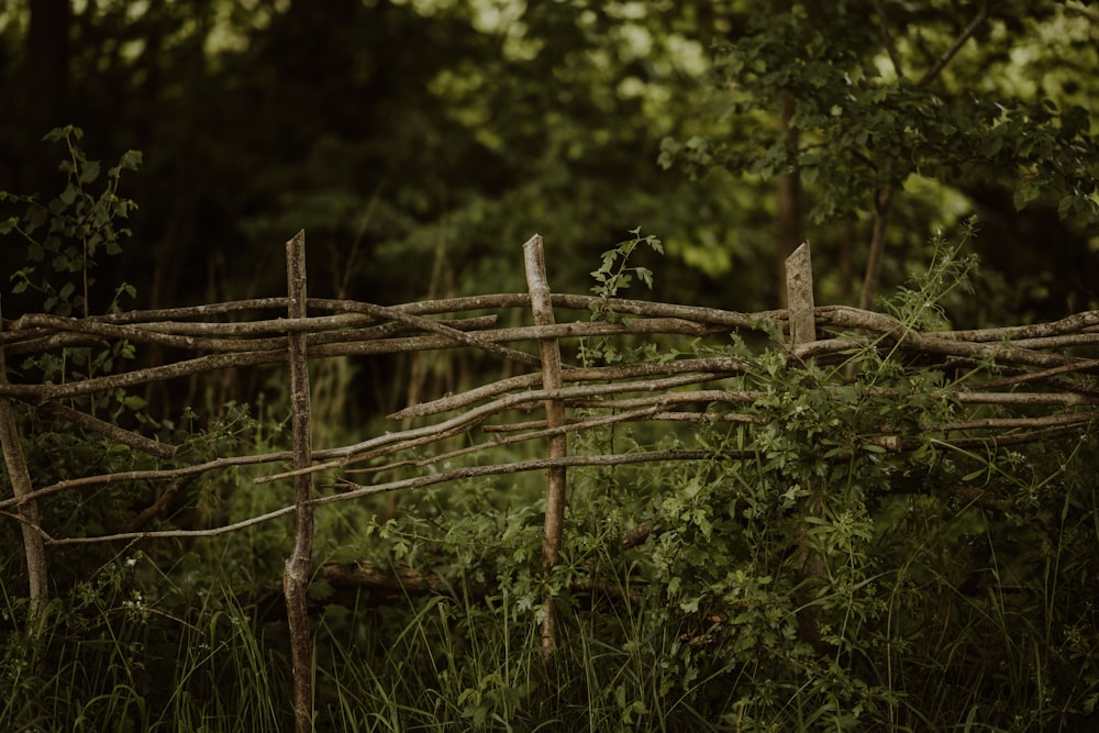 a fence made of sticks and branches in a forest