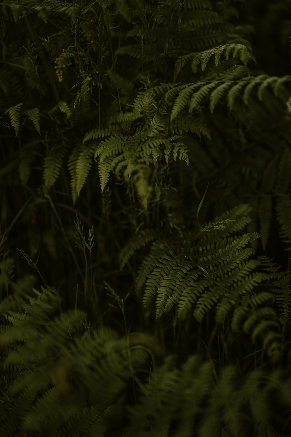 un montón de plantas que están en la hierba