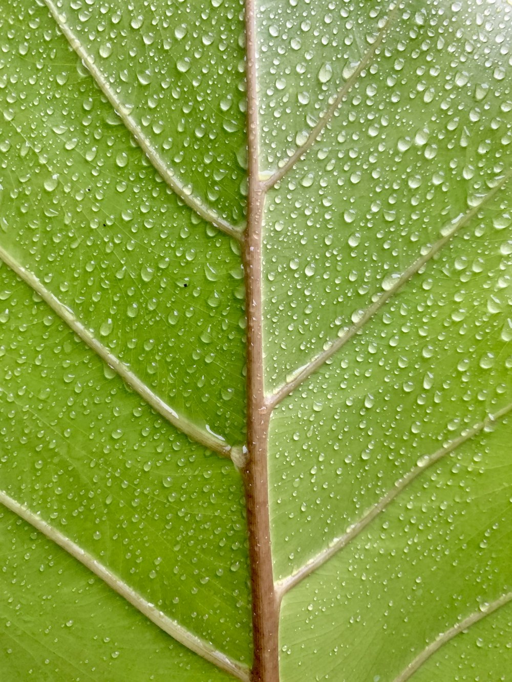 una foglia verde con gocce d'acqua su di essa