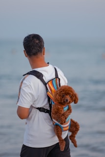A person with short dark hair stands at the seaside, facing away from the camera, wearing a white t-shirt. A small brown dog, possibly a poodle, is nestled comfortably in a colorful striped backpack which the person is wearing on their back. The background shows a blurry view of the ocean.