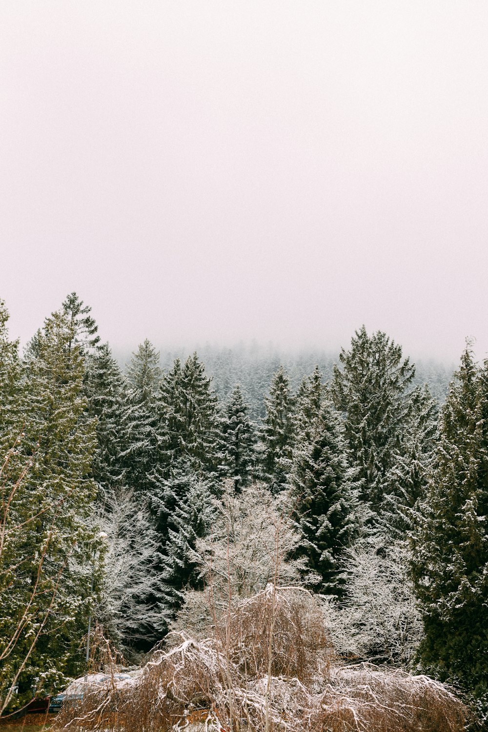 a group of trees covered in snow next to a forest