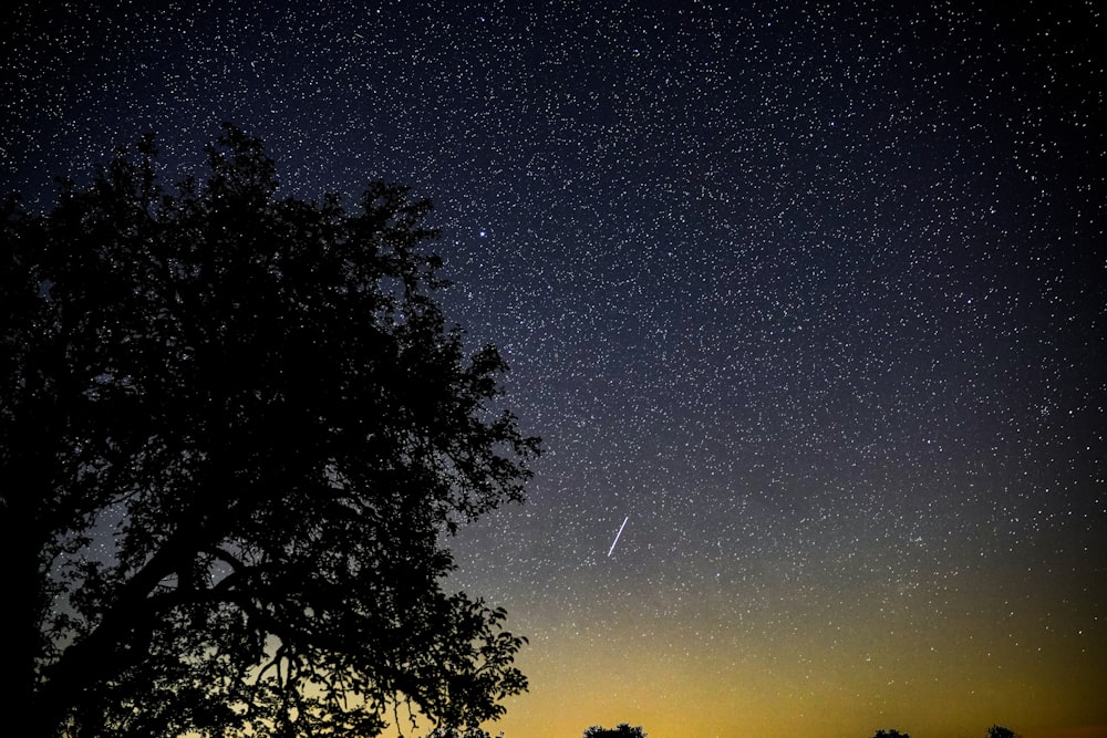 a night sky with stars and a tree