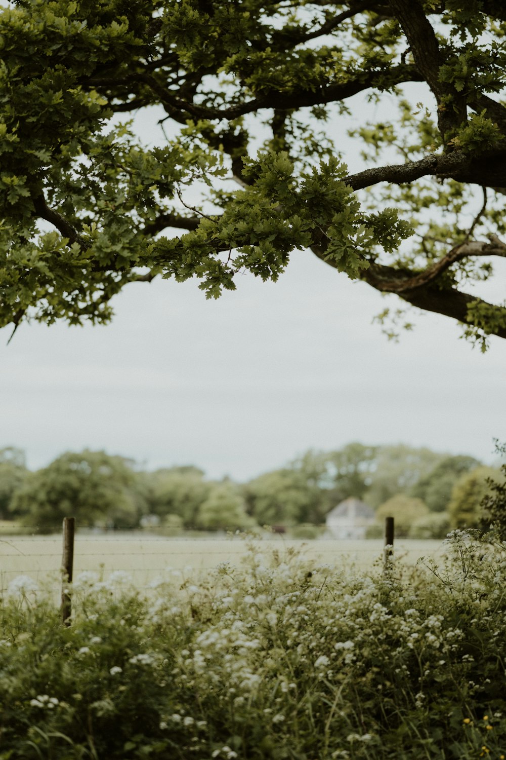 a couple of sheep standing in a field next to a tree