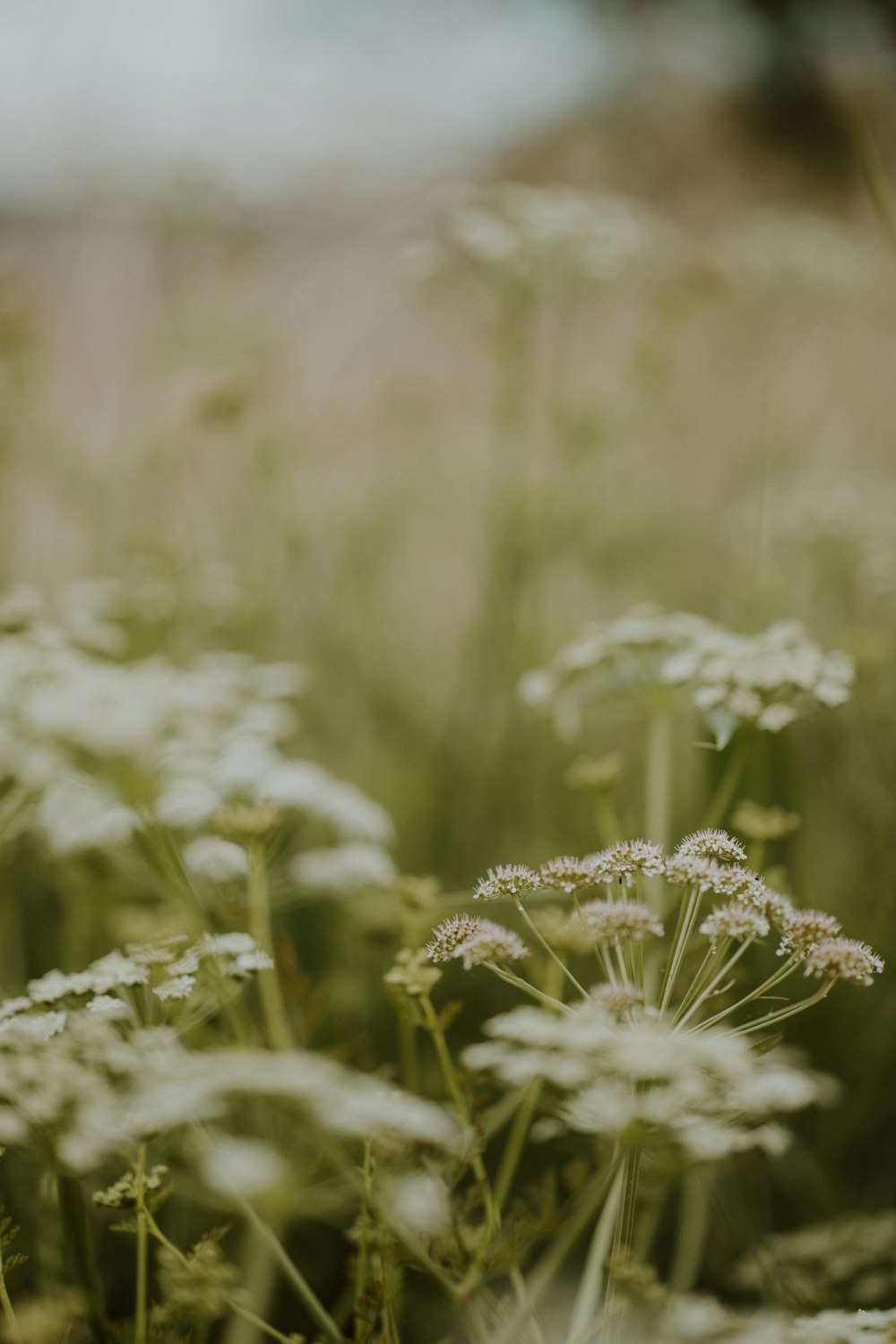 a bunch of flowers that are in the grass