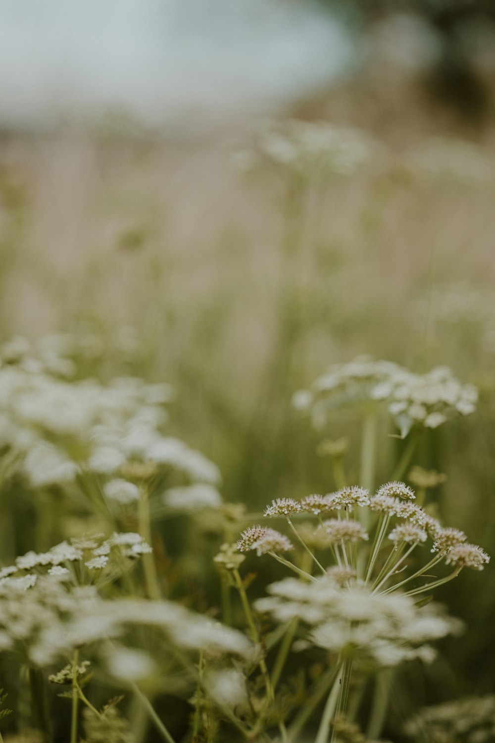 a bunch of flowers that are in the grass