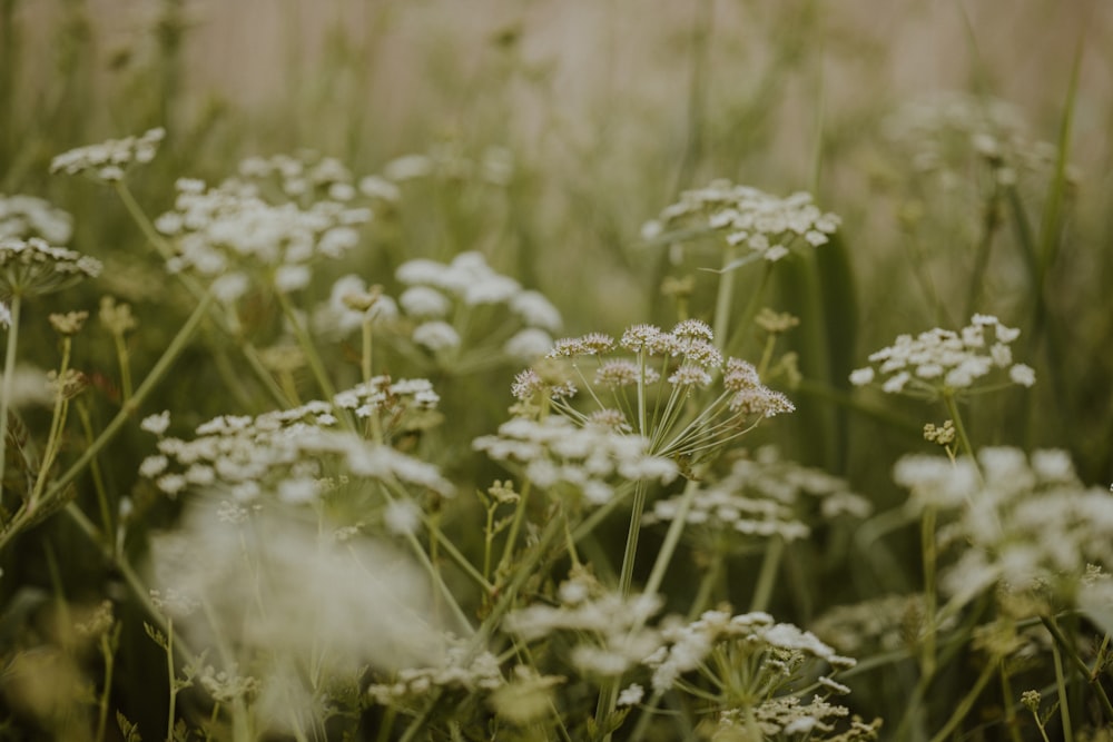 un mazzo di fiori bianchi in un campo