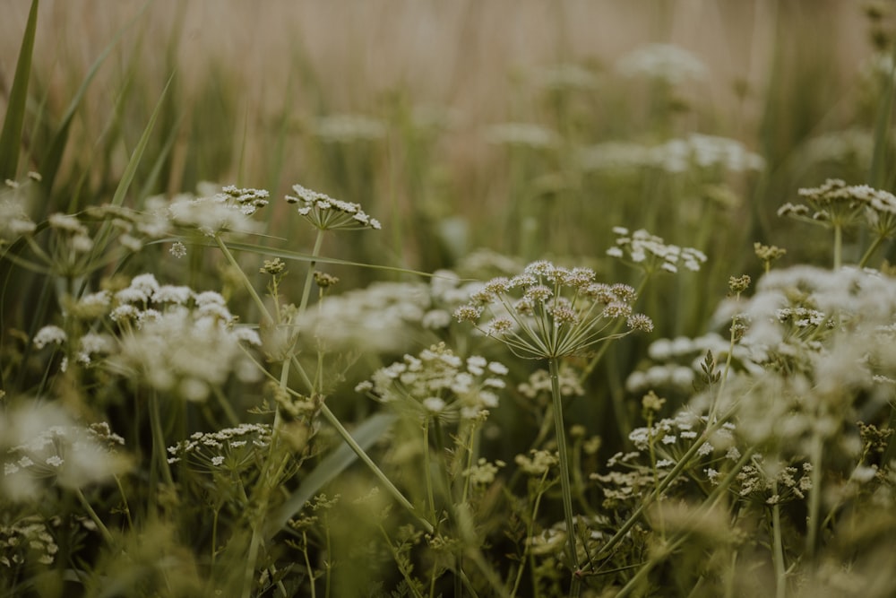 a bunch of flowers that are in the grass