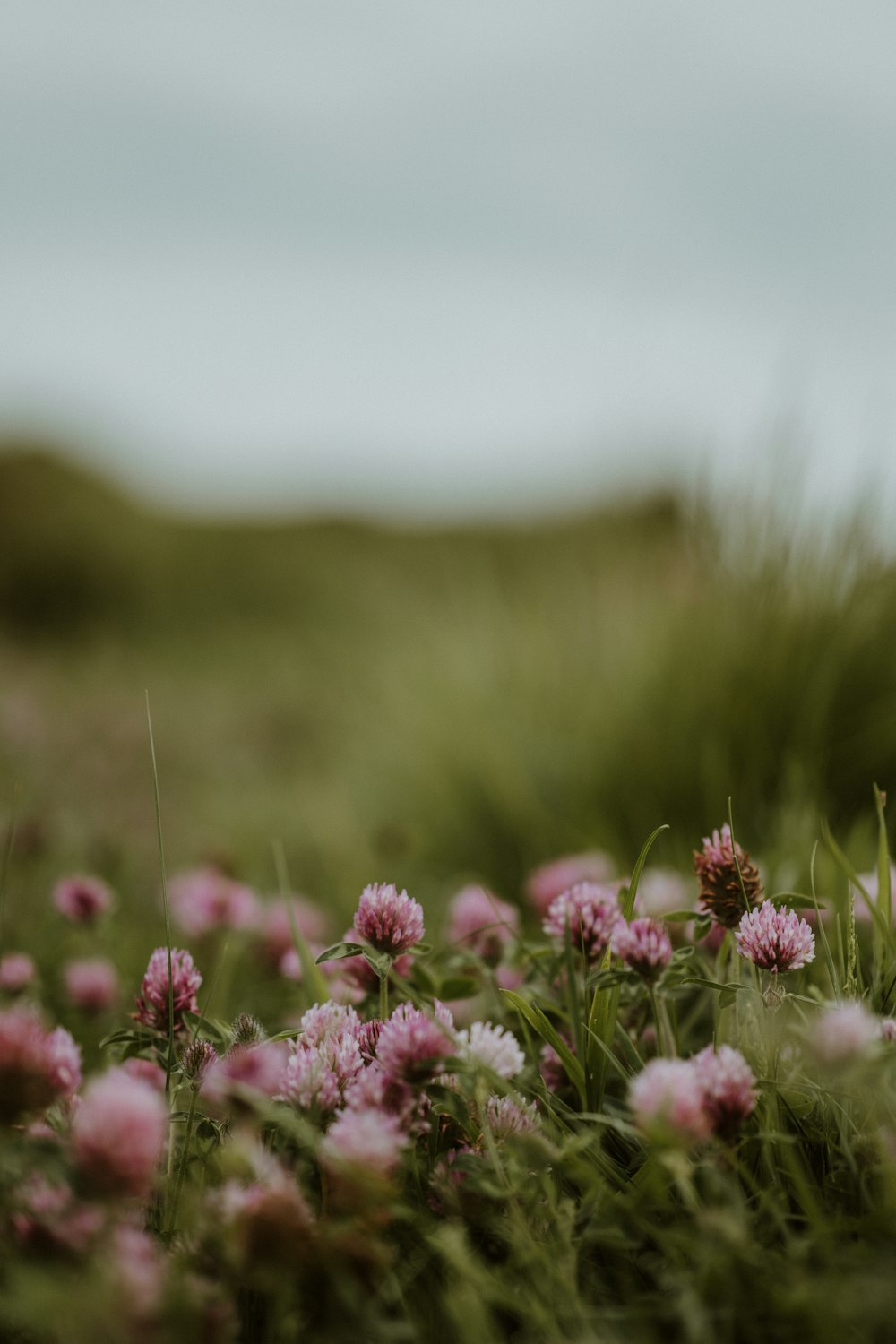 a bunch of flowers that are in the grass