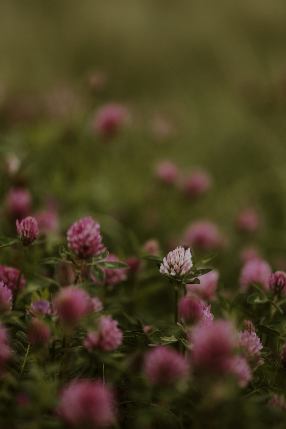 a field full of pink flowers with a blurry background