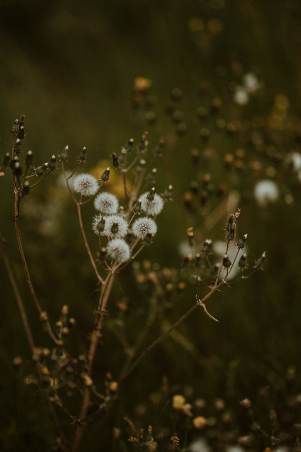 a close up of a plant with white flowers