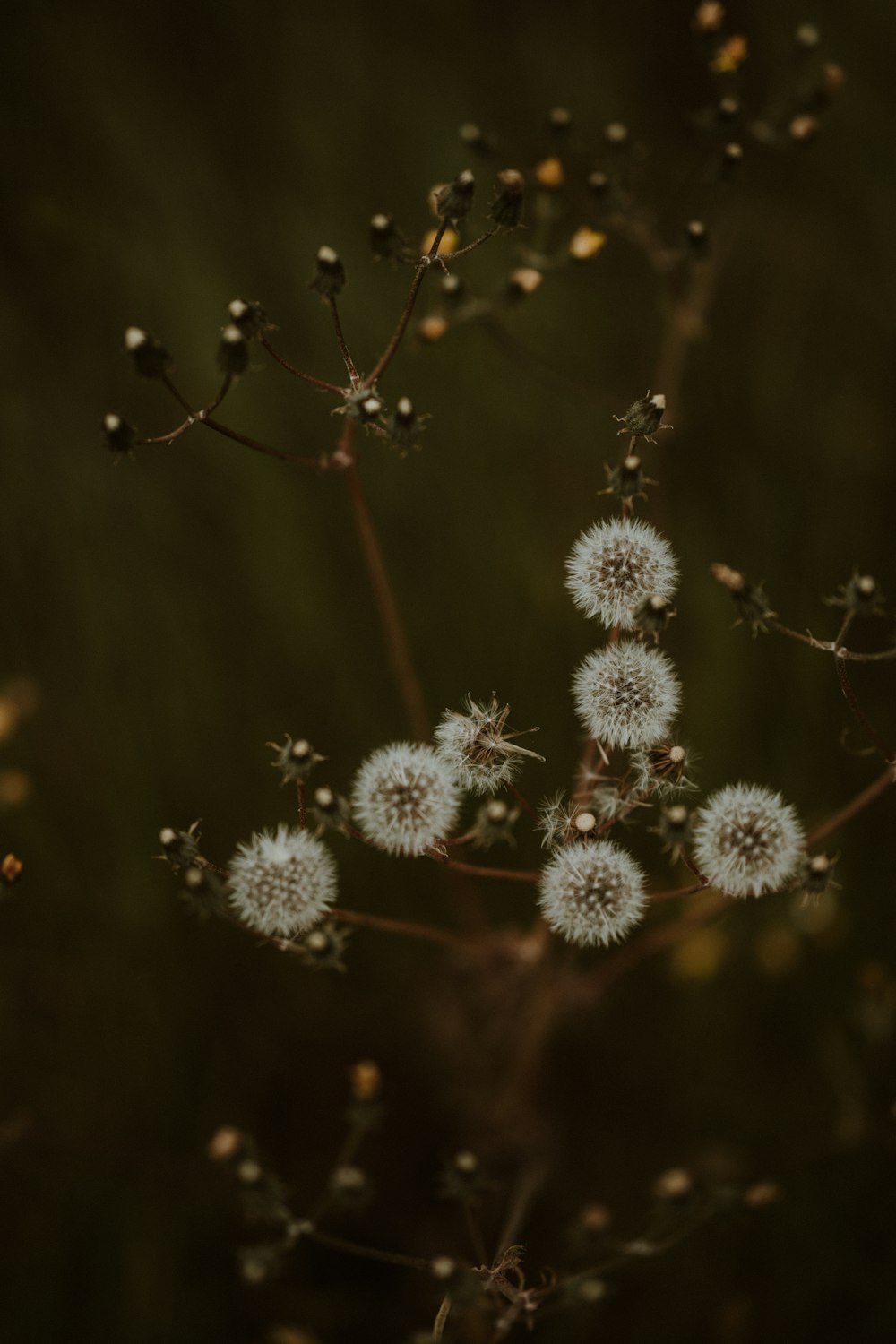 a close up of a plant with small white flowers