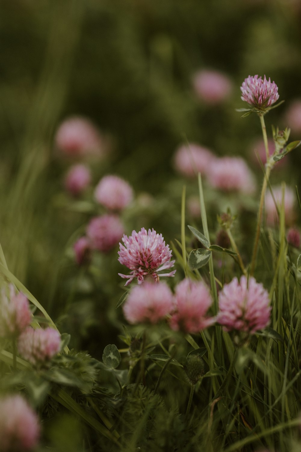 a bunch of flowers that are in the grass