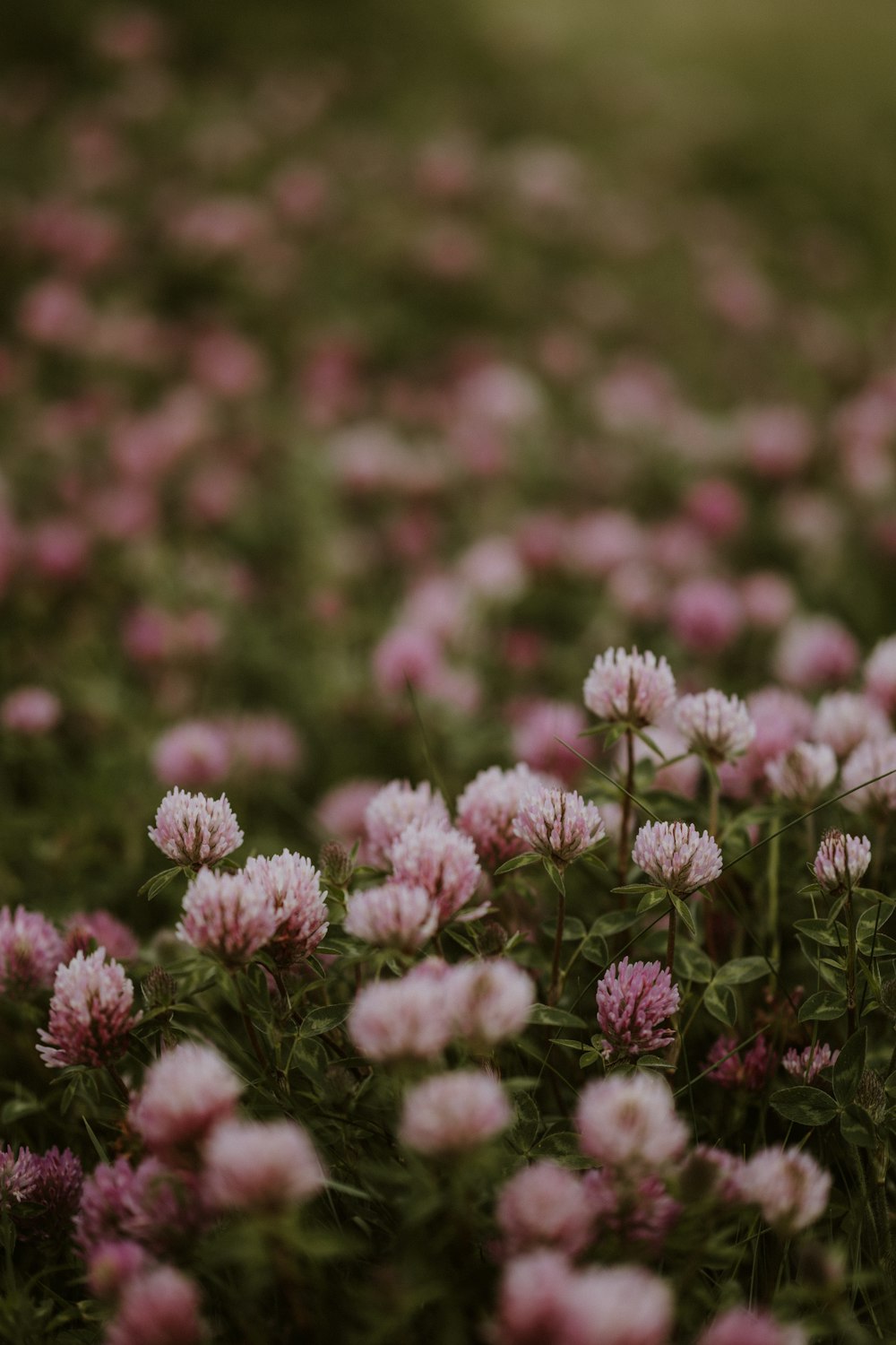 a field full of pink flowers on a sunny day