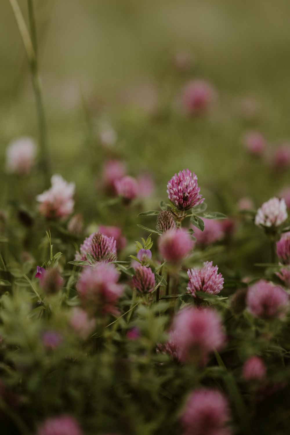 a bunch of flowers that are in the grass