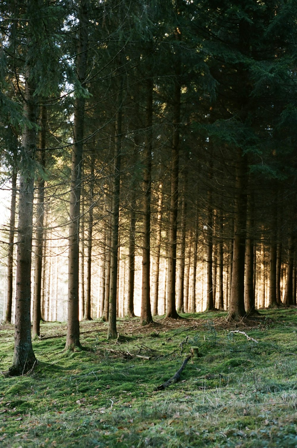 a forest filled with lots of tall trees