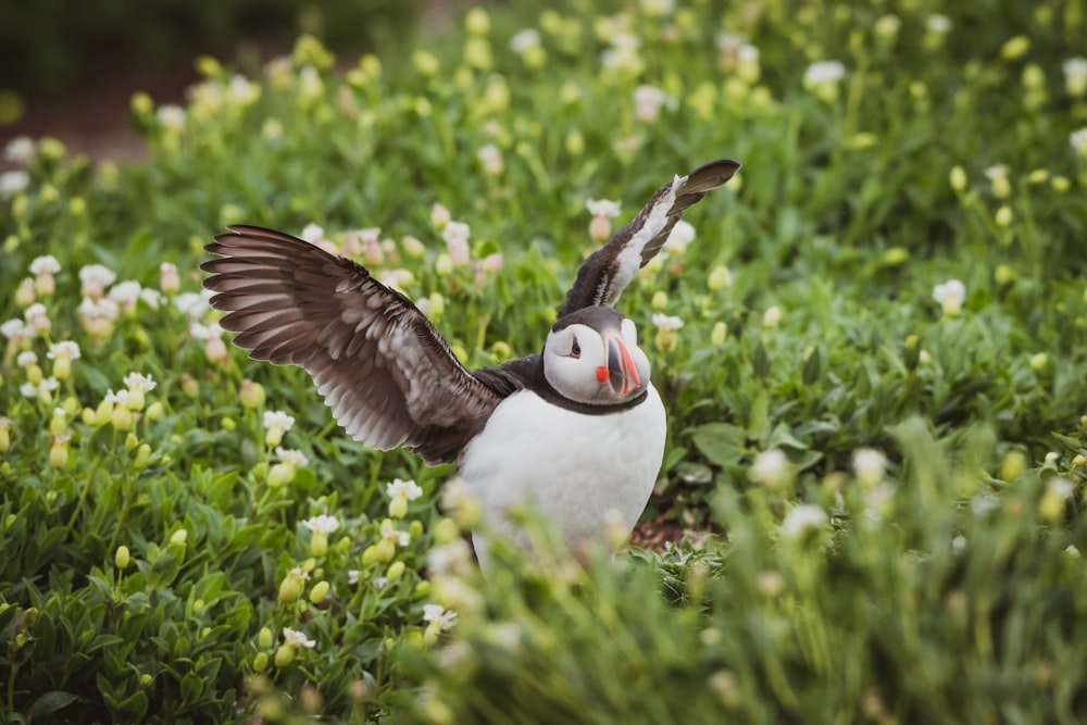 a puffy bird with its wings spread out in a field of flowers