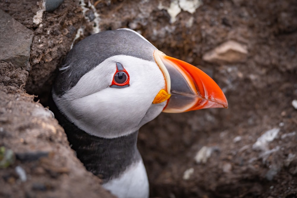 a close up of a bird with an orange beak