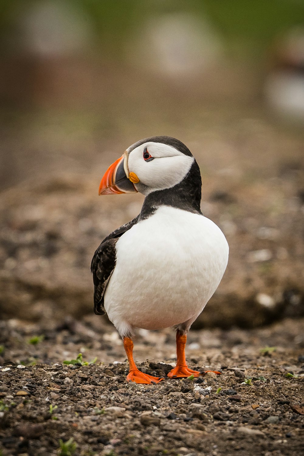 a black and white bird with an orange beak