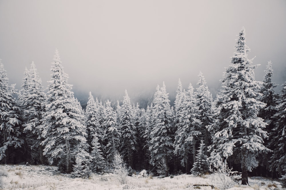 a group of pine trees covered in snow