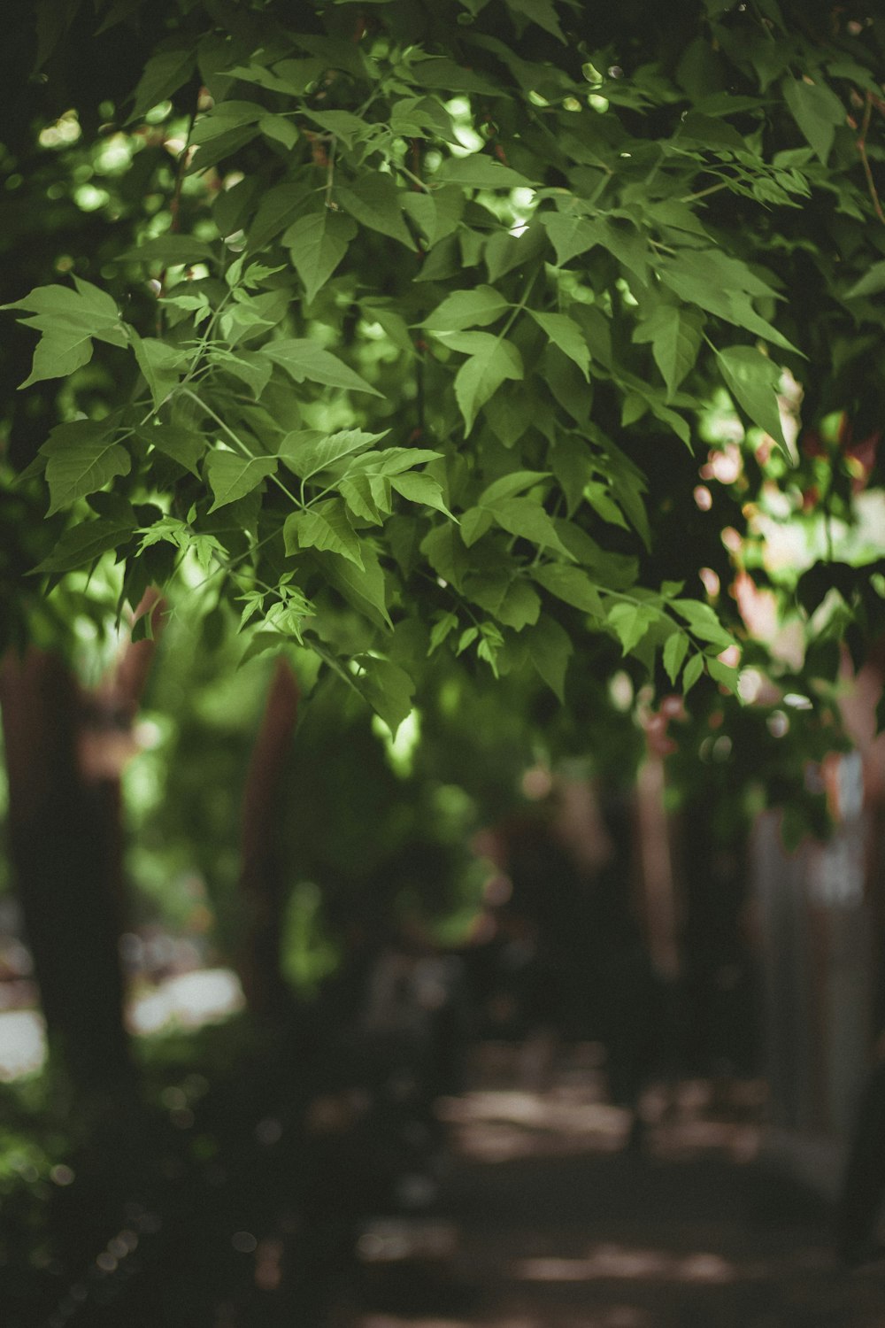 a tree with green leaves in a park