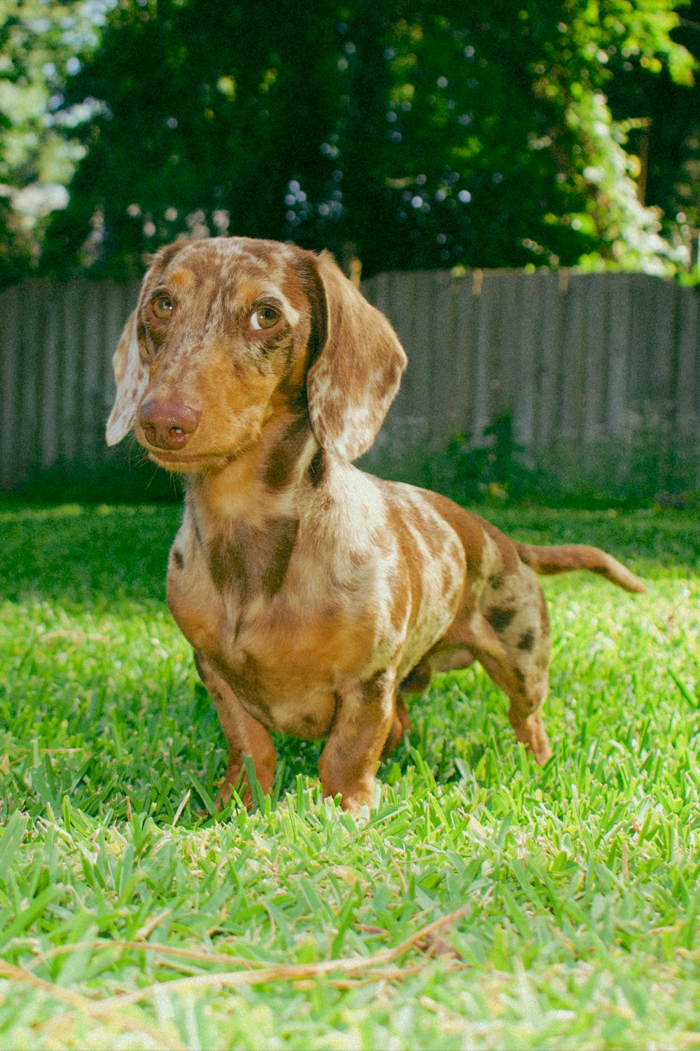 a dog standing on top of a grass covered field