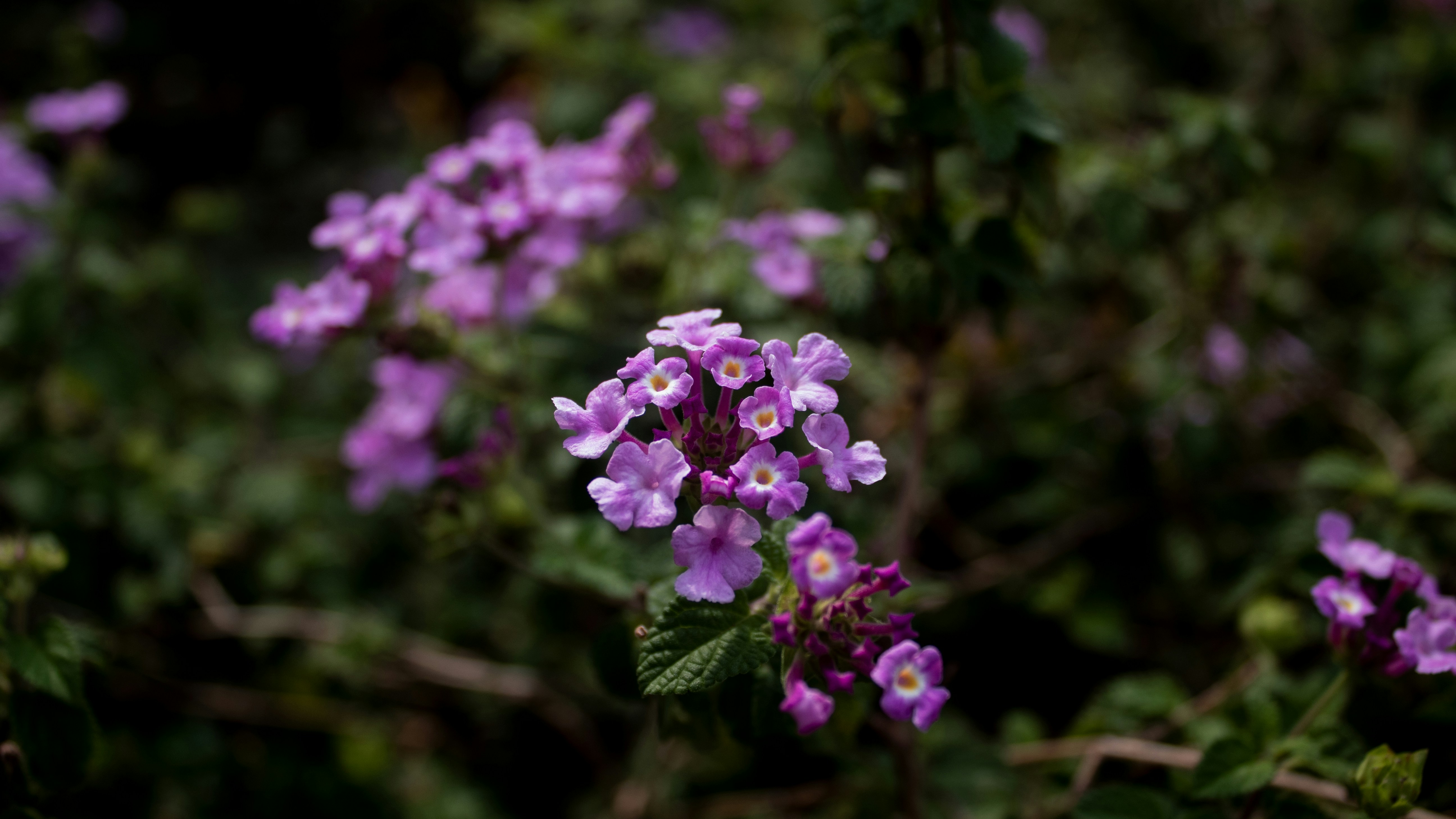 Photo by masbuuun