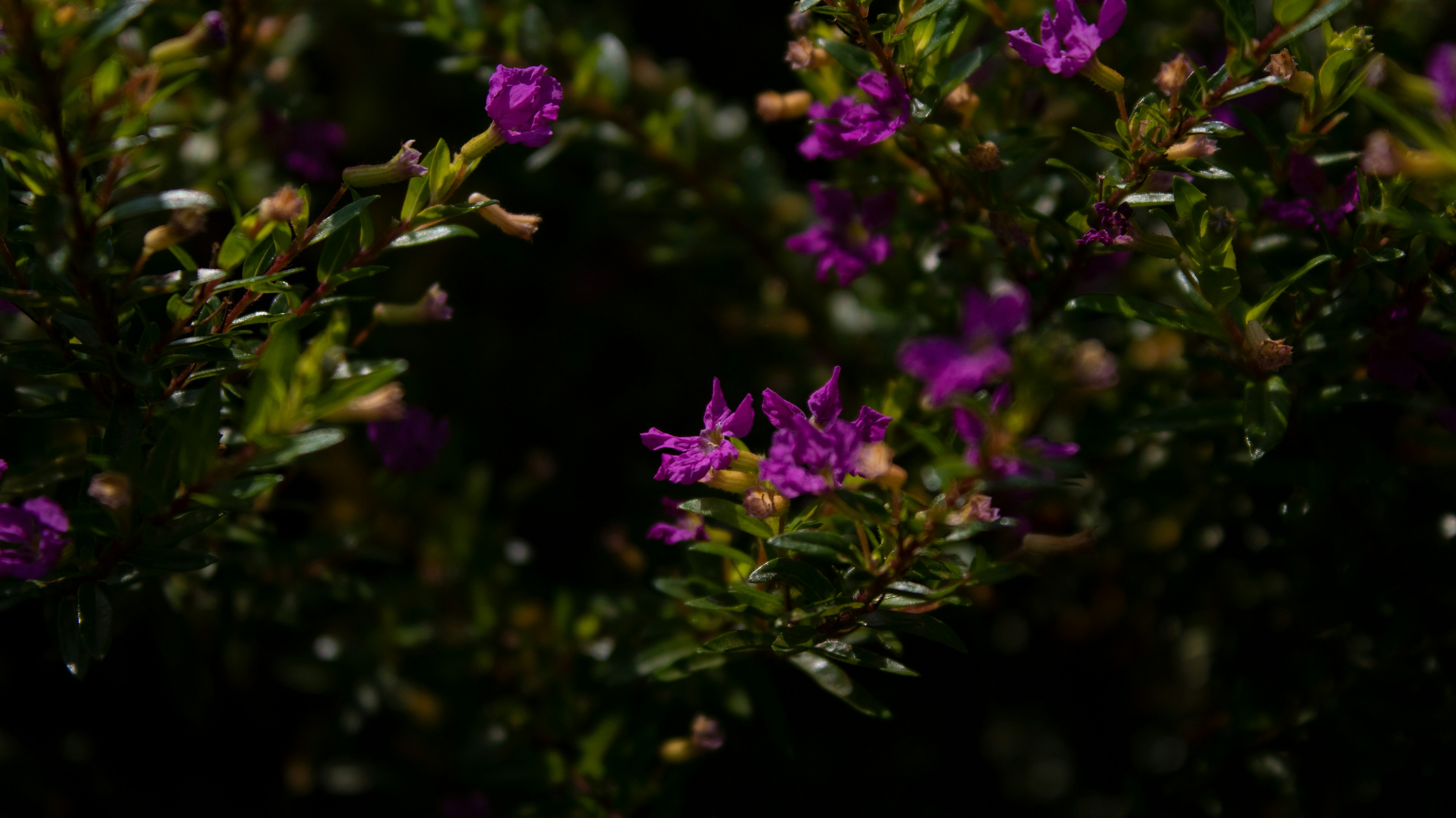 Nahaufnahme eines Busches mit lila Blüten