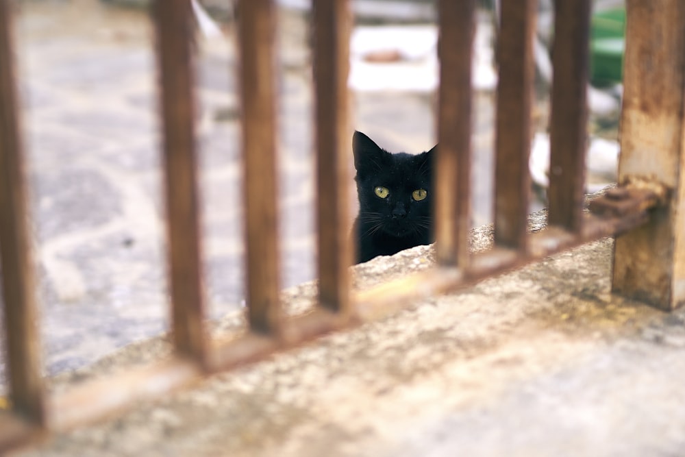 a black cat peeking out from behind a fence