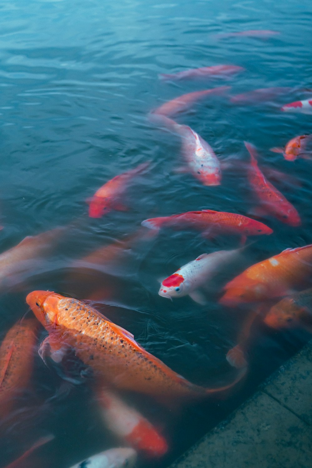 a group of fish swimming in a pond