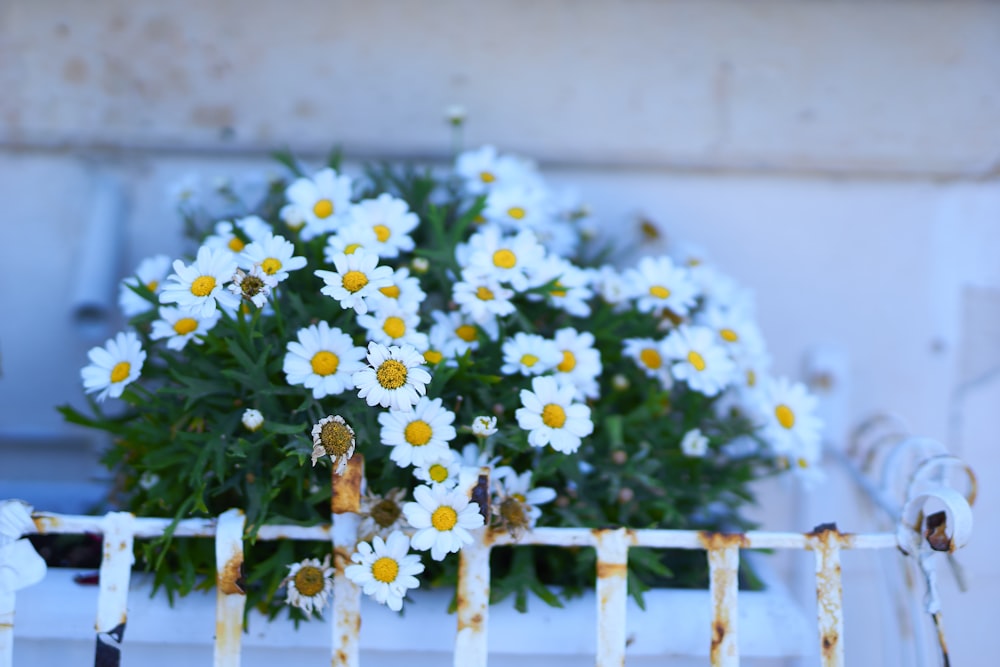 a bunch of daisies sitting in a window box