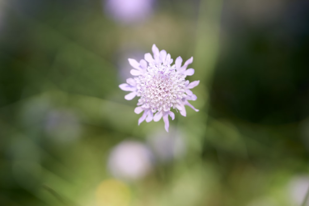 a close up of a flower with blurry background