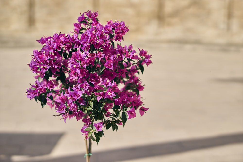 Un vaso pieno di fiori viola in cima a un tavolo