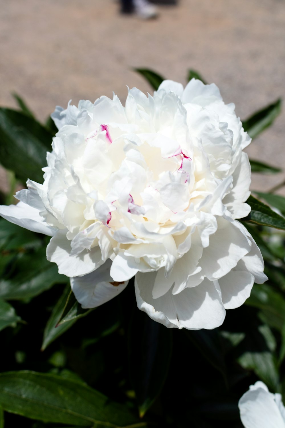 une grande fleur blanche posée sur une plante verte luxuriante