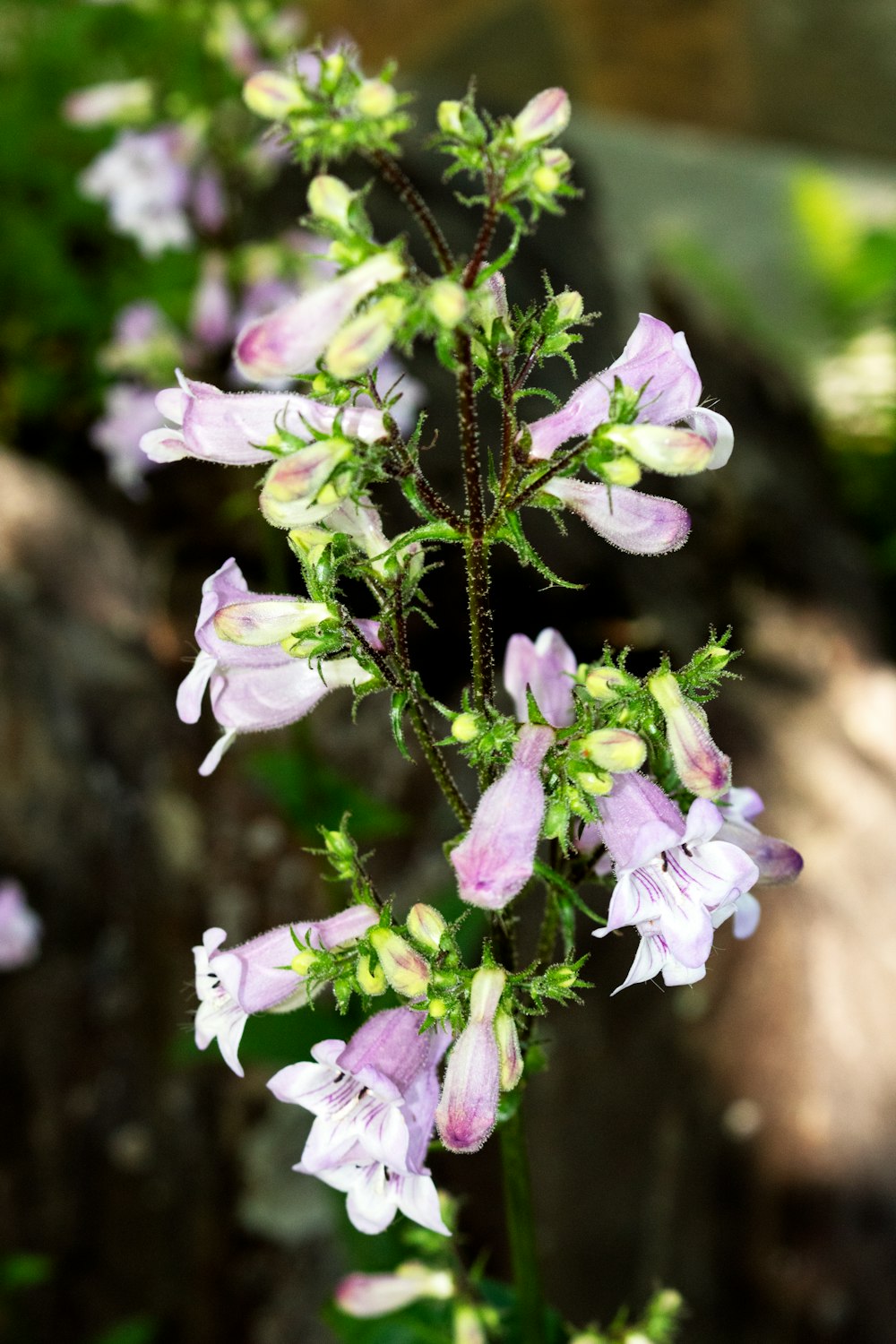 a close up of a plant with purple flowers