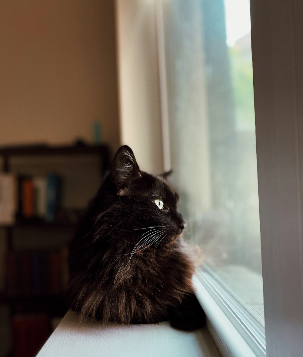 a cat sitting on a window sill looking out the window