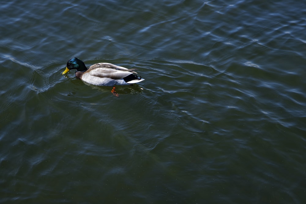 um pato flutuando em cima de um corpo de água