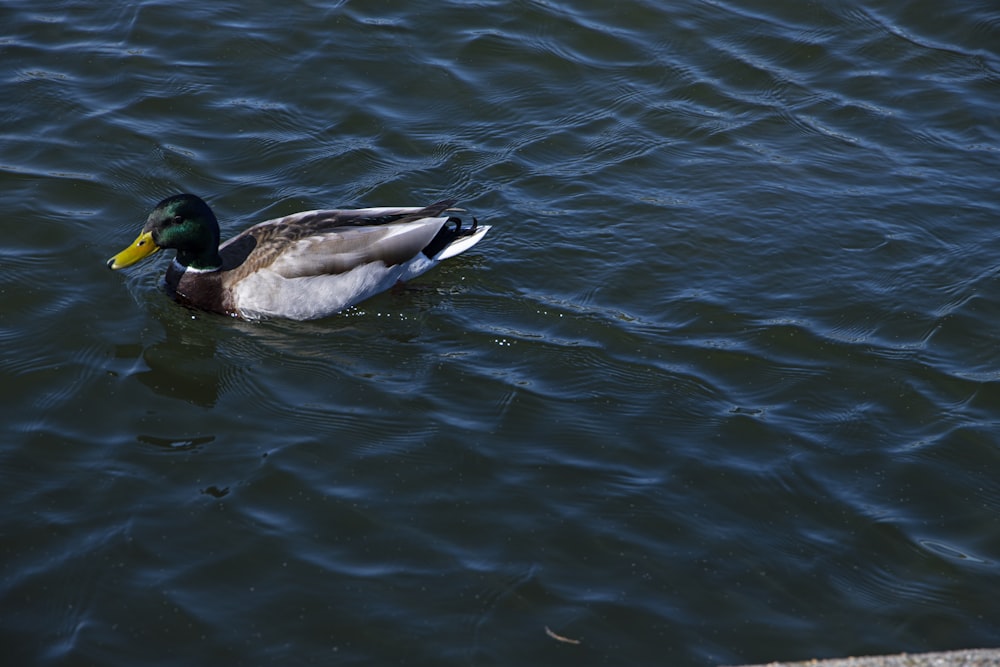 Eine Ente, die auf einem Gewässer schwimmt
