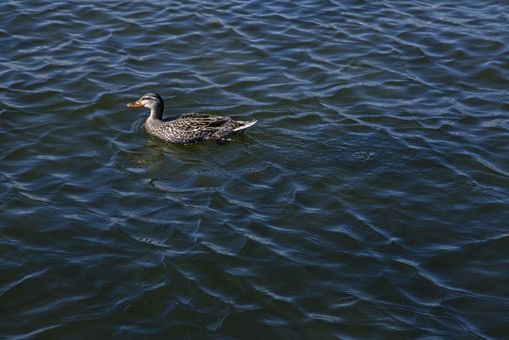 a duck is swimming in a large body of water