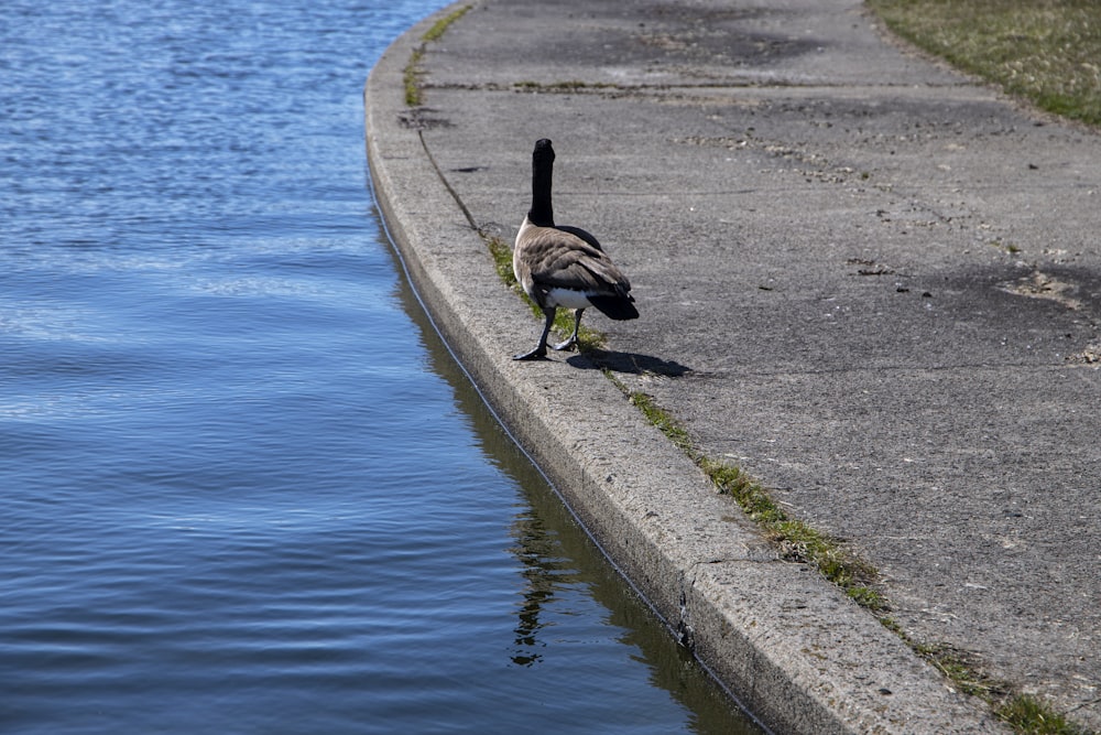 a goose is walking along the edge of a body of water