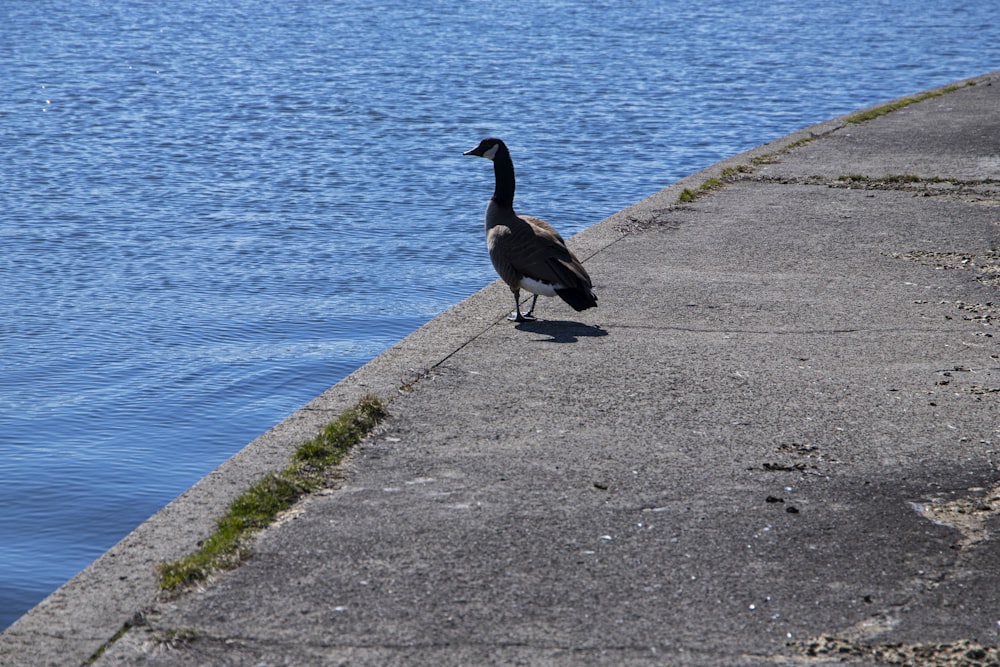 a duck standing on a sidewalk next to a body of water