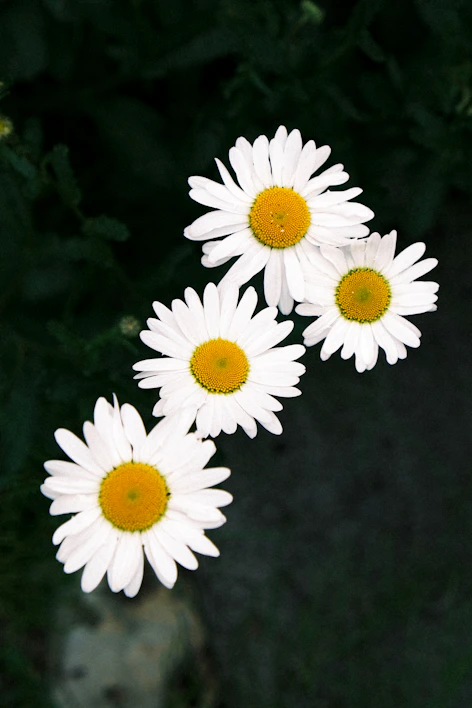 a group of white flowers with yellow centers