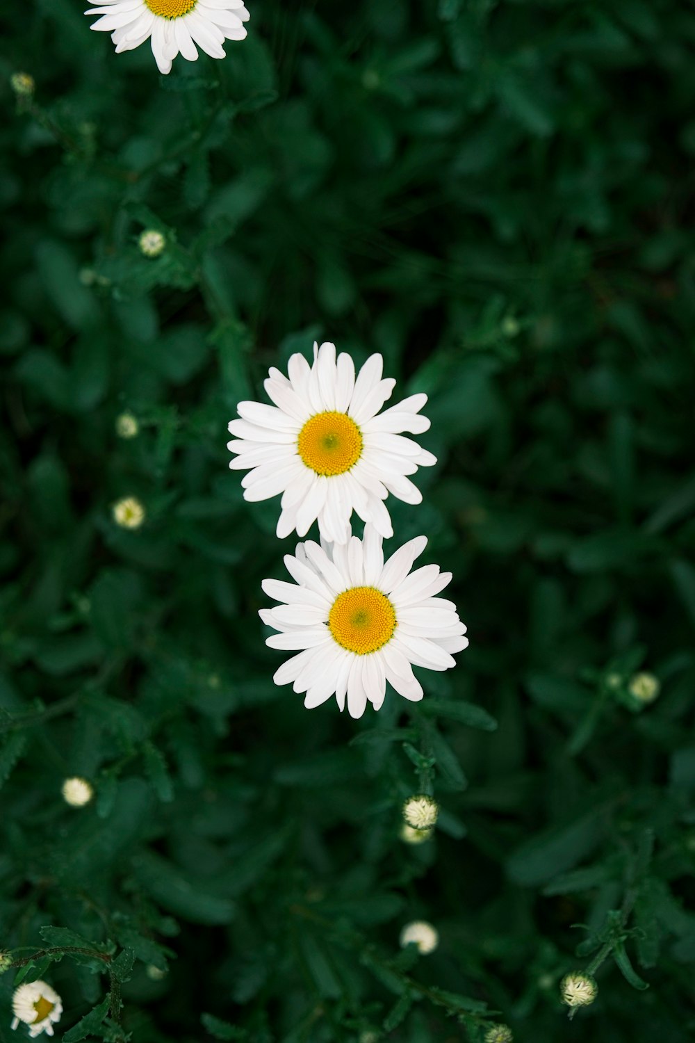 a group of white flowers with yellow centers