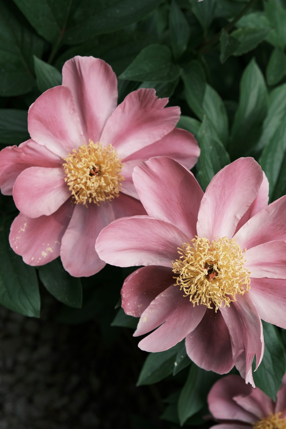 three pink flowers with green leaves in the background