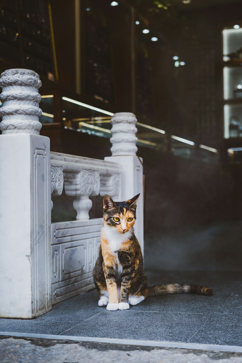 a cat sitting on top of a building