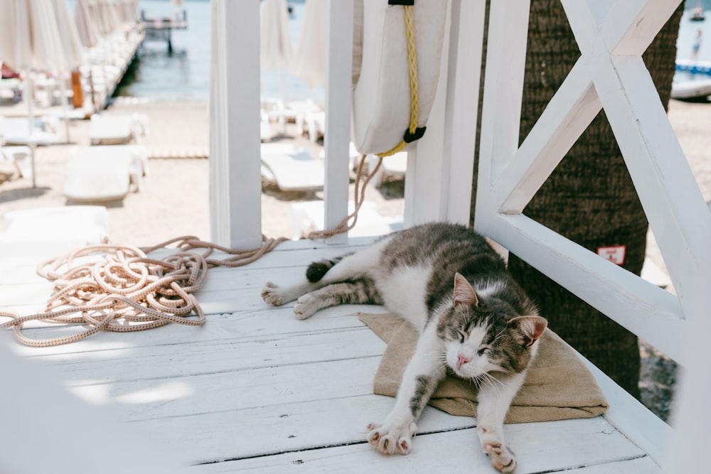 un chat gris et blanc allongé sur une terrasse en bois