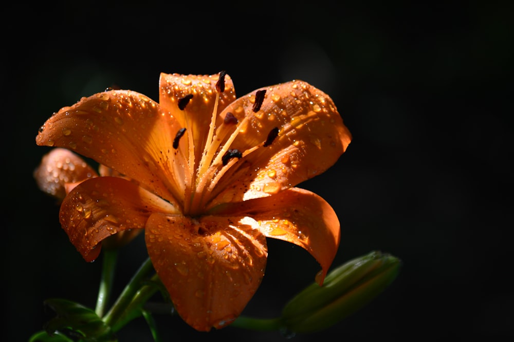 a close up of a flower with water droplets on it